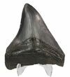 Serrated, Fossil Megalodon Tooth - Georgia #51024-2